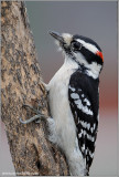 Downy Woodpecker 15