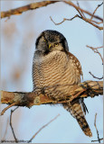 Northern Hawk Owl (edit 1) 43
