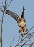 Red-tailed Hawk 137