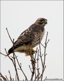 Redtail Hawk 138