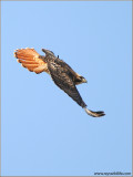 Red-tailed Hawk 139