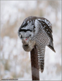 Northern Hawk Owl 44
