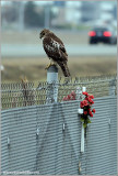 Red-tailed Hawk 140