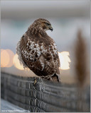 Red-tailed Hawk 141
