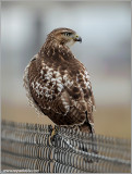 Red-tailed Hawk 142