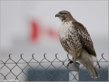 Red-tailed Hawk 145