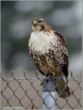 Red-tailed Hawk 144