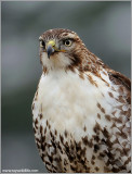 Red-tailed Hawk (Crop) 146