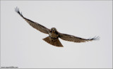 Red-tailed Hawk 148