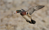 Wood Duck in Flight 11
