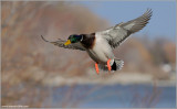 Male Mallard in Flight 39