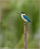 Collared Kingfisher  (2nd edit) 9