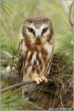 Northern Saw-whet Owl 4