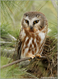 Northern Saw-whet Owl 3