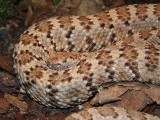 Crotale mouchet, Crotalus mitchellii