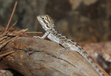 Agame barbu, Pogona barbatus