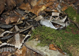Vipre du Gabon, Bitis gabonica