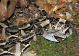 Vipre du Gabon, Bitis gabonica