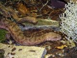 Vipre de Mauritanie, Macrovipera mauritanica