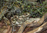 Vipre de Mauritanie, Macrovipera mauritanica