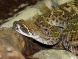 Crotale diamantin du Texas, Cotalus atrox