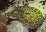 Crotale diamantin du Texas, Cotalus atrox