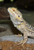 Agame barbu, Pogona barbatus