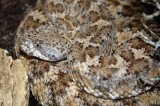 Crotale mouchet, Crotalus mitchelli pyrrhus