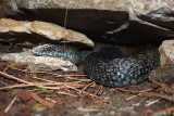 Couleuvre de Montpellier, Malpolon monspessulanus