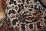  Crotale pygm, Sistrurus miliarius barbouri