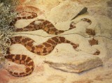 Vipre  cornes du Sahara, Cerastes cerastes