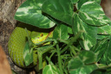 Vipre des bambous, Trimeresurus albolabris
