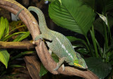 Camlon panthre, Frucifer pardalis