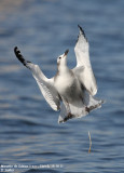 Mouette de Sabine, Xema sabini