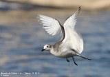 Mouette de Sabine, Xema sabini