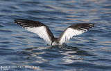 Mouette de Sabine, Xema sabini