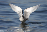 Mouette de Sabine, Xema sabini