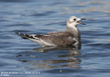 Mouette de Sabine, Xema sabini