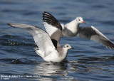 Mouette de Sabine, Xema sabini