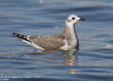 Mouette de Sabine, Xema sabini