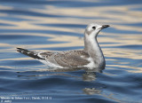 Mouette de Sabine, Xema sabini