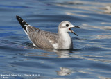 Mouette de Sabine, Xema sabini