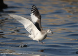 Mouette de Sabine, Xema sabini