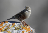 Accenteur alpin, Prunella collaris