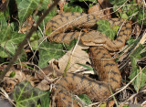 Vipre aspic, Vipera aspis aspis