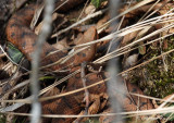 Vipre aspic, Vipera aspis aspis