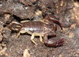 Euscorpius flavicaudis