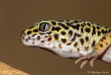 Gecko lopard, Eublepharis macularius