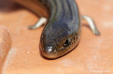 Seps stri, Chalcides striatus