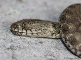 Couleuvre tesselle, Natrix tessellata tessellata